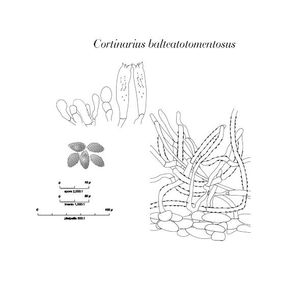 Cortinarius balteatotomentosus
